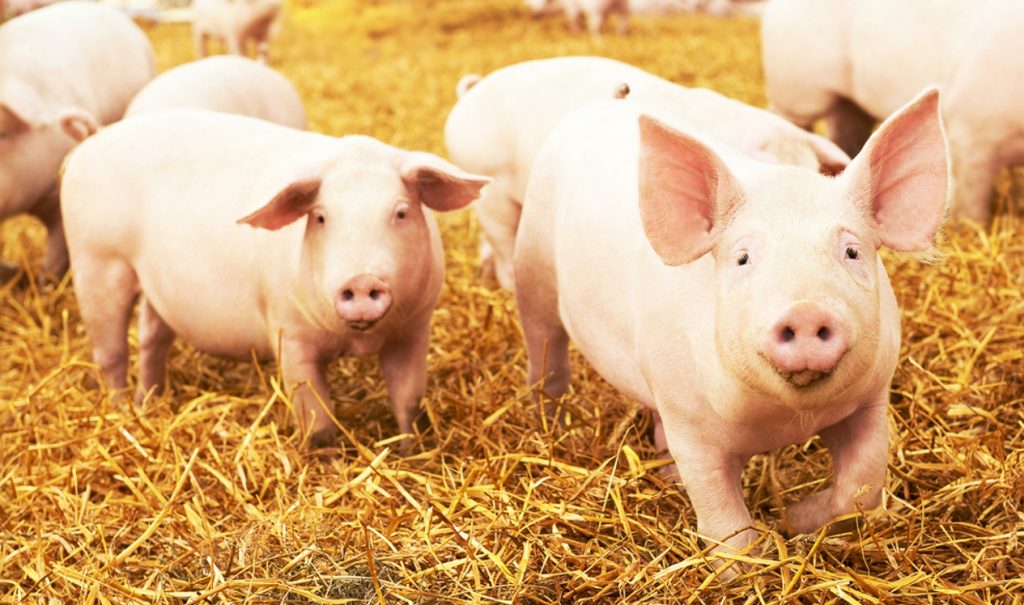 Strohschweine Bestes Fleisch von der Hofmetzgerei Grimberghof in Kürten Dürscheid
